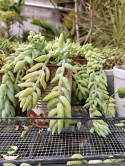 Sedum morganianum