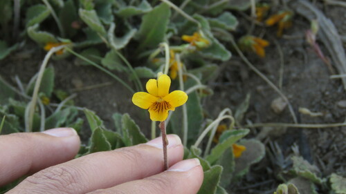 Image of Viola maculata by (c) Ariadna Tripaldi, some rights reserved (CC BY)