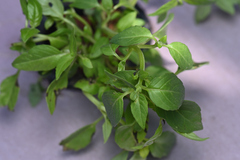 Portulaca oleracea oleracea