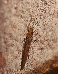 Plecoptera