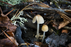 Setulosi