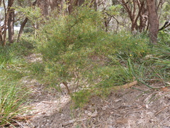 Bossiaea linophylla