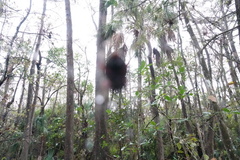 Neoscona domiciliorum