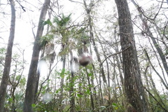 Neoscona domiciliorum