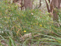 Bossiaea linophylla