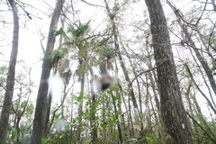 Neoscona domiciliorum