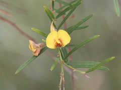 Bossiaea linophylla