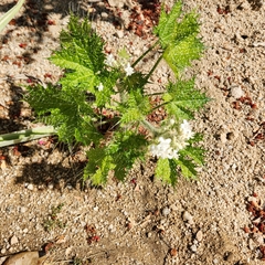 Cnidoscolus maculatus