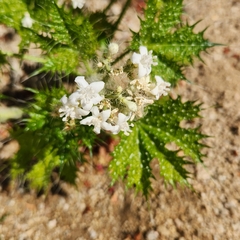 Cnidoscolus maculatus