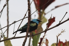 Stilpnia cyanicollis