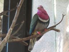 Ptilinopus porphyreus