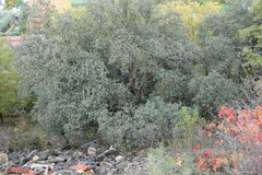 Pistacia terebinthus