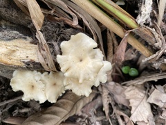 Cotylidia aurantiaca