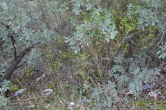 Chrysojasminum fruticans