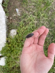 Porcellio hoffmannseggii