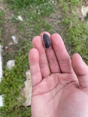 Porcellio hoffmannseggii