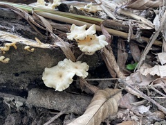 Cotylidia aurantiaca