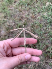 Eleusininae