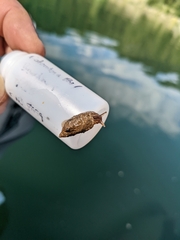 Pseudosuccinea columella