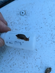 Pseudosuccinea columella