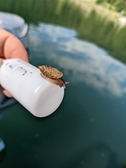 Pseudosuccinea columella