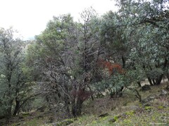 Juniperus oxycedrus