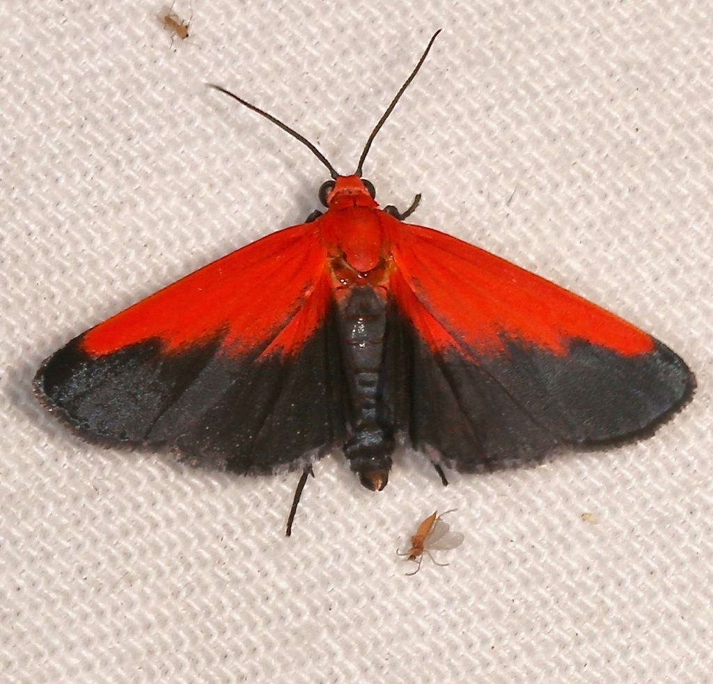 Ptychoglene coccinea