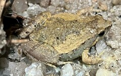 Microhyla mukhlesuri