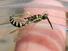 Myzinum