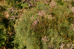 Tamarix chinensis