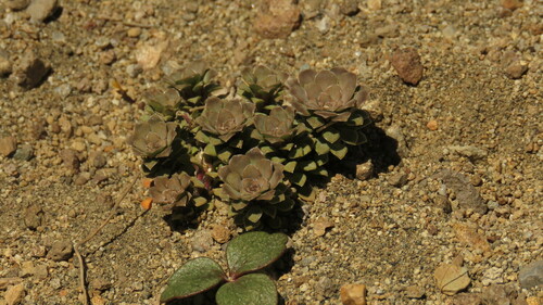 Viola columnaris, photograph 6