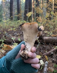 Cantharellus subalbidus