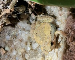 Microhyla mukhlesuri