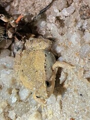 Microhyla mukhlesuri