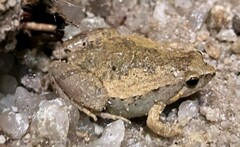 Microhyla mukhlesuri