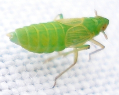 Chloriona unicolor