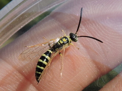 Myzinum