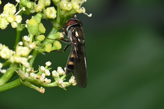 Platycheirus