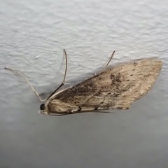 Evergestis isatidalis