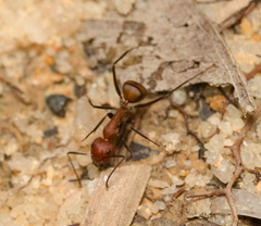 Camponotus nicobarensis