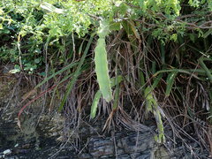 Acanthocereus tetragonus