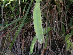 Acanthocereus tetragonus
