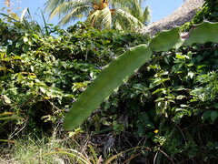Acanthocereus tetragonus