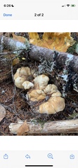 Laetiporus conifericola