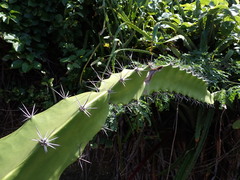 Acanthocereus tetragonus