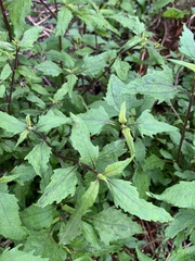 Sigesbeckia orientalis