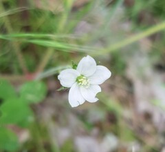 Geranium retrorsum