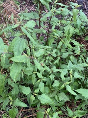 Sigesbeckia orientalis