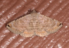 Toxonprucha pardalis