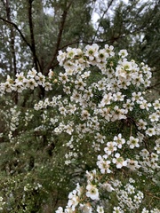 Leptospermum lanigerum